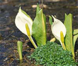 ���m�ԁE�����E�L���J�Q���n